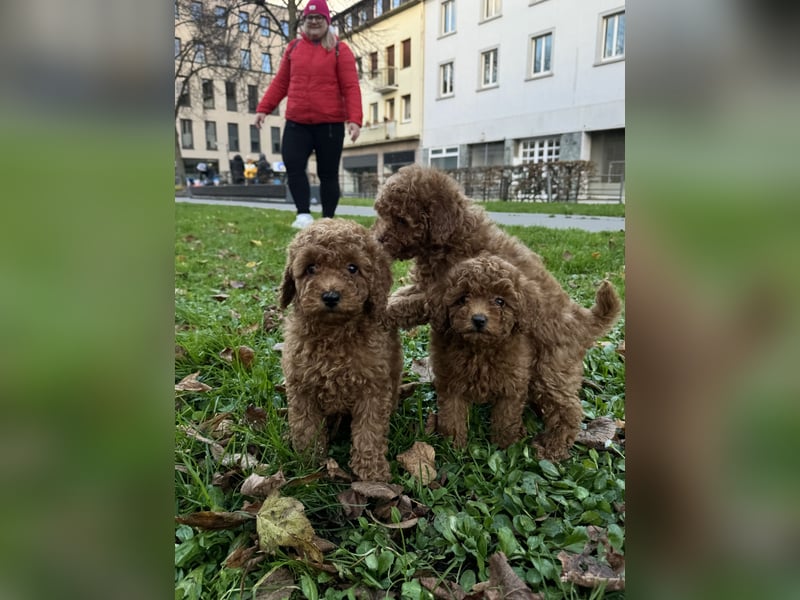 Pudel! Wundervolle Welpen suchen bald ein liebevolles Zuhause!