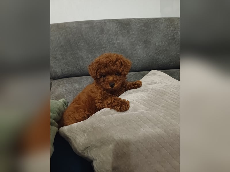 ToyPudel welpen