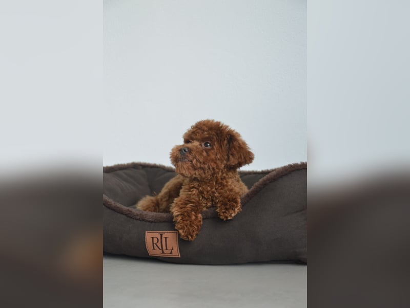 Toypudel Asiatischeline Dark Red ( DECKRÜDE KEIN VERKAUF )