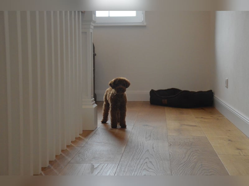 Toypudel Asiatischeline Dark Red ( DECKRÜDE KEIN VERKAUF )
