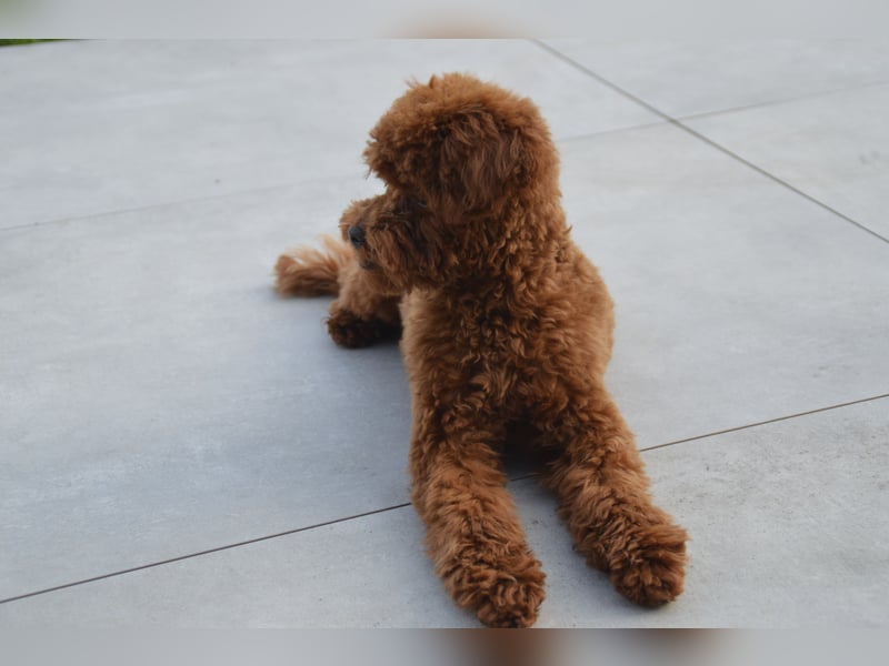 Toypudel Asiatischeline Dark Red ( DECKRÜDE KEIN VERKAUF )