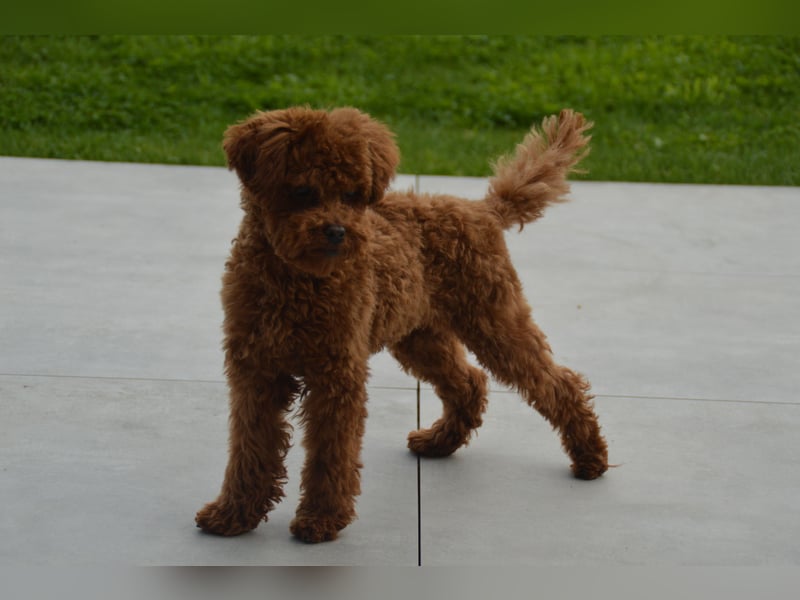Toypudel Asiatischeline Dark Red ( DECKRÜDE KEIN VERKAUF )