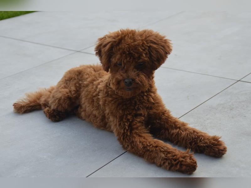Toypudel Asiatischeline Dark Red ( DECKRÜDE KEIN VERKAUF )