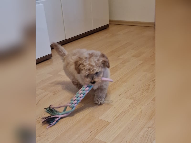 Toy Pudel-Bichon Friese Welpen