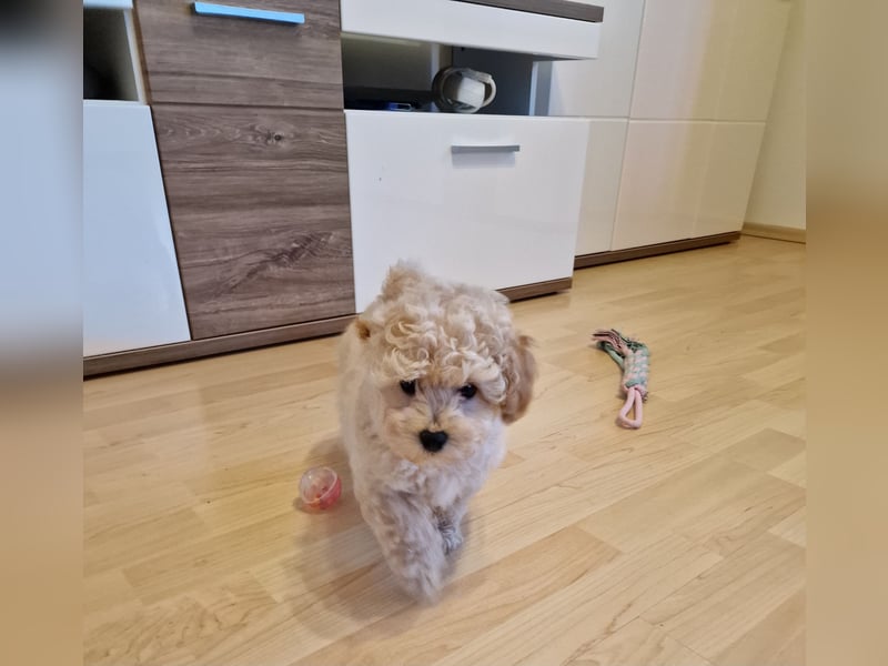 Toy Pudel-Bichon Friese Welpen