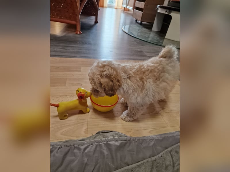 Toy Pudel-Bichon Friese Welpen