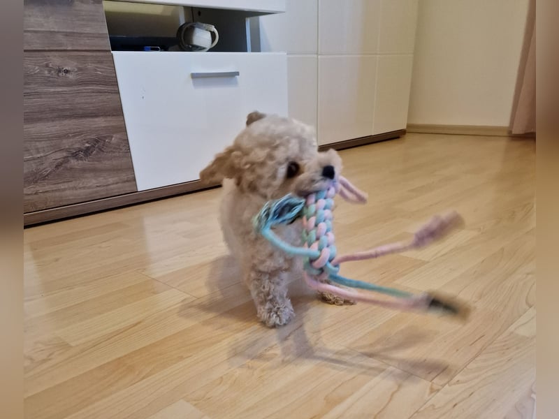 Toy Pudel-Bichon Friese Welpen