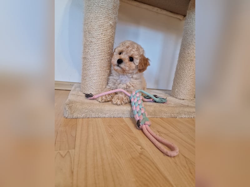 Toy Pudel-Bichon Friese Welpen