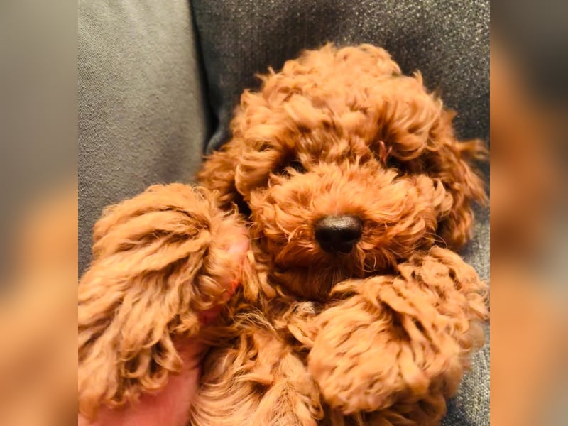Reinrassige Toypudel Rüden