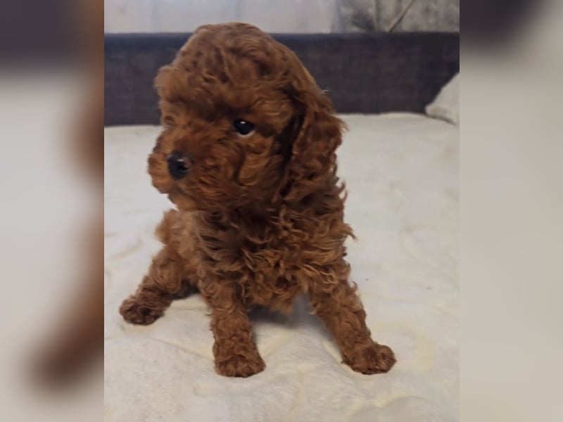 Tiny Asiatische Püppchen Toypudel Welpen