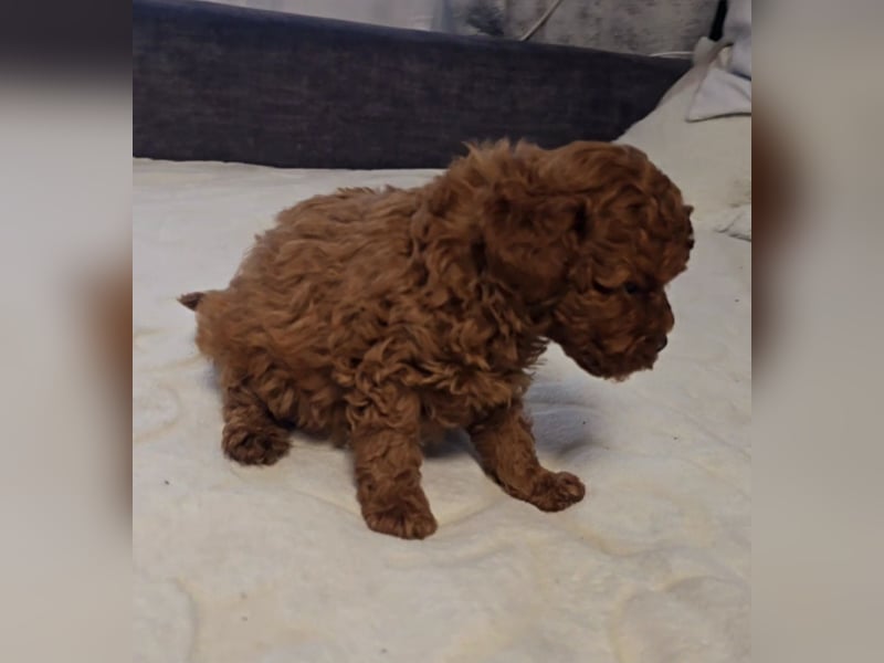 Tiny Asiatische Püppchen Toypudel Welpen