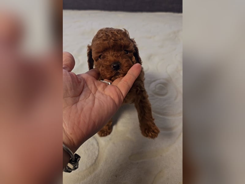 Tiny Asiatische Püppchen Toypudel Welpen