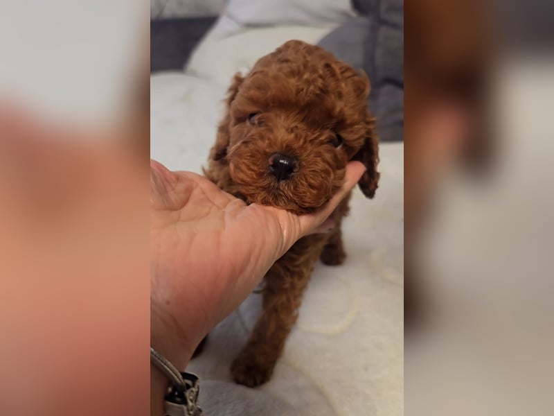 Tiny Asiatische Püppchen Toypudel Welpen