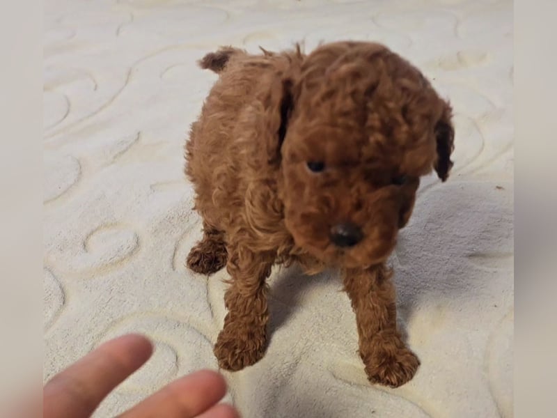Tiny Asiatische Püppchen Toypudel Welpen