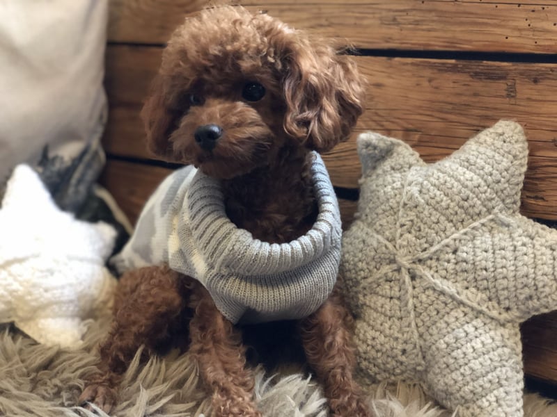 asiatische Edelverpaarung Toy Pudel Black tan Schoko Red Aprico Zwergpudel Pudel Therapiehund