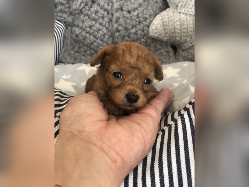 asiatische Edelverpaarung Toy Pudel Black tan Schoko Red Aprico Zwergpudel Pudel Therapiehund