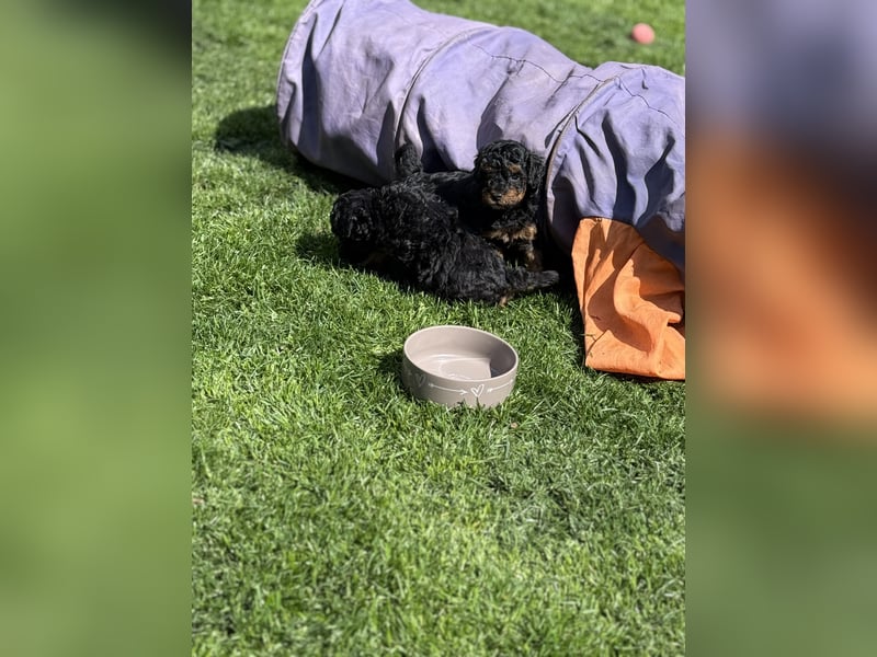 asiatische Edelverpaarung Toy Pudel Black tan Schoko Red Aprico Zwergpudel Pudel Therapiehund
