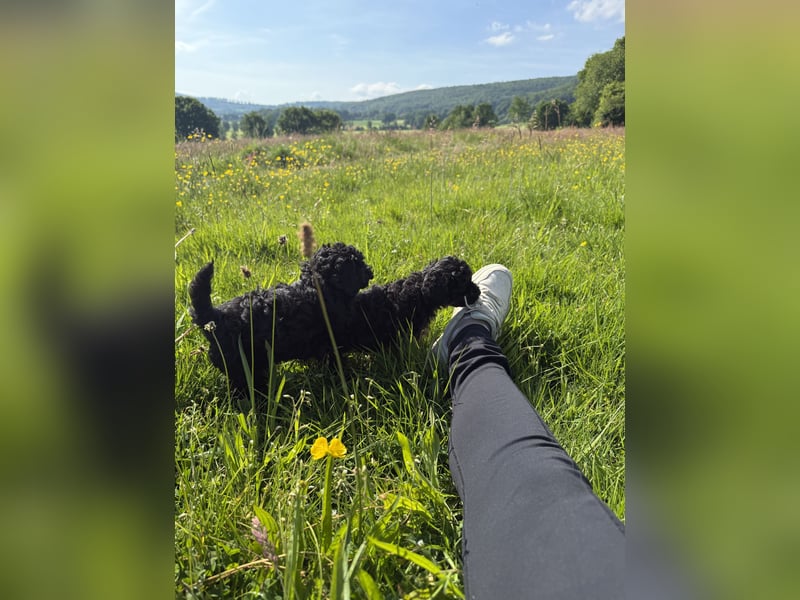 asiatische Edelverpaarung Toy Pudel Black tan Schoko Red Aprico Zwergpudel Pudel Therapiehund