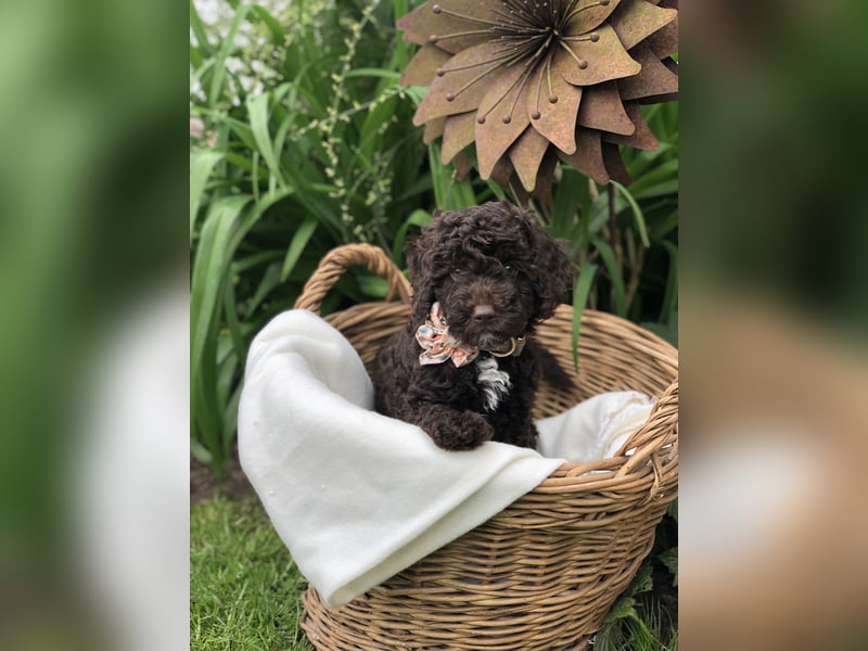 asiatische Edelverpaarung Toy Pudel Black tan Schoko Red Aprico Zwergpudel Pudel Therapiehund