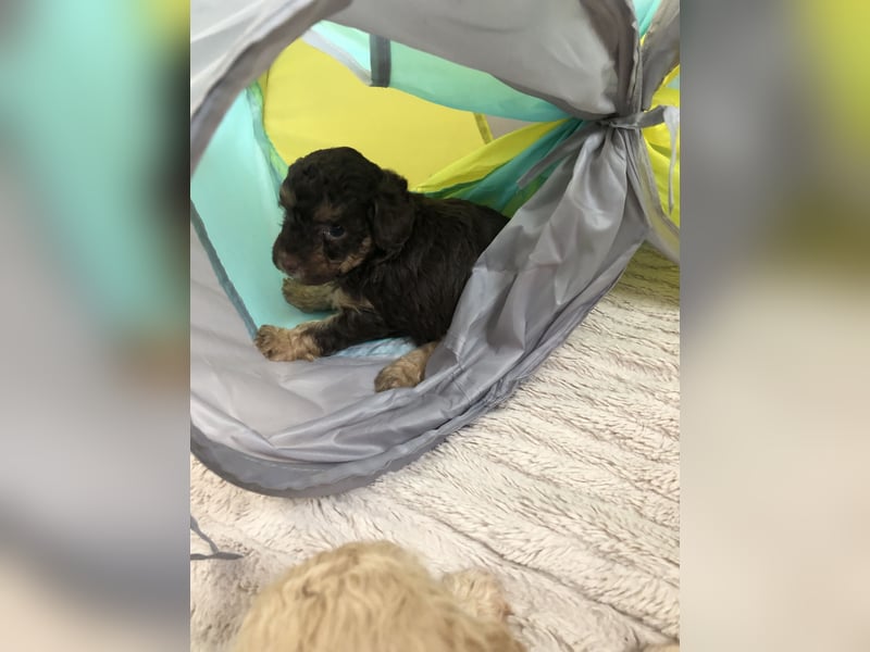 asiatische Edelverpaarung Toy Pudel Black tan Schoko Red Aprico Zwergpudel Pudel Therapiehund