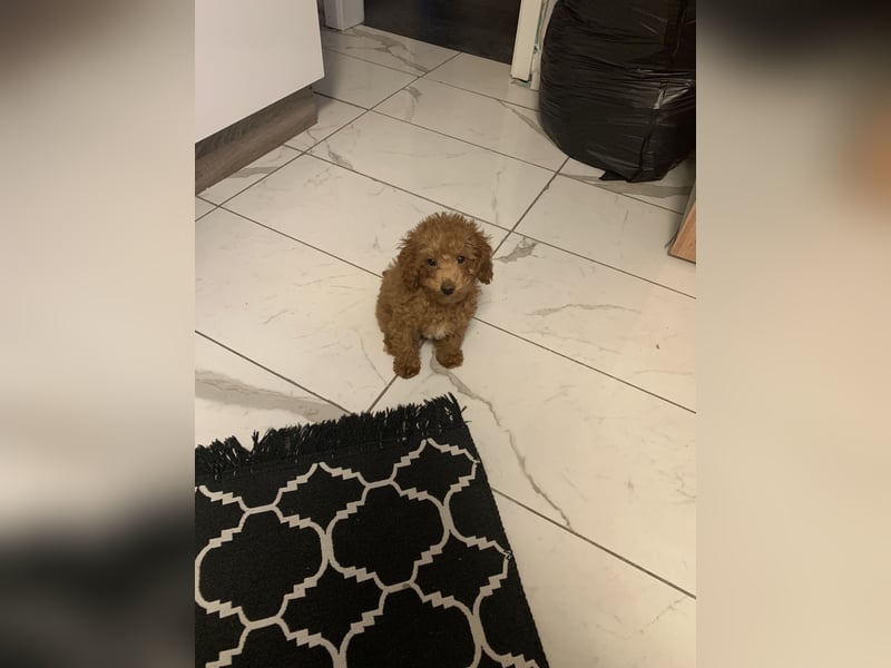 Toypudel Coco ❤️