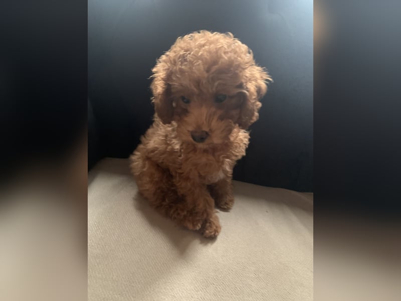 Toypudel Coco ❤️