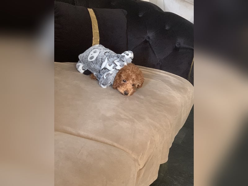 Toypudel Coco ❤️