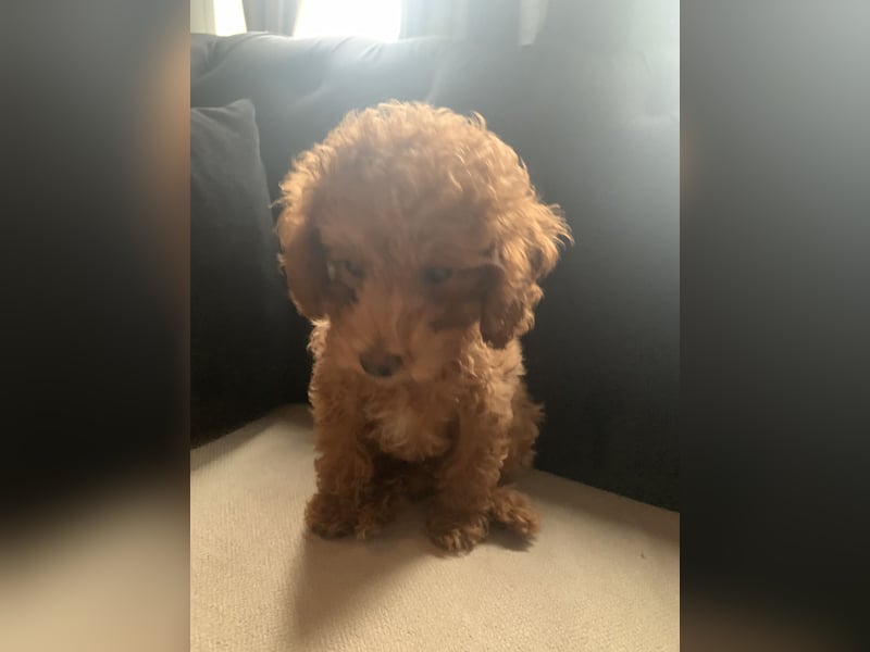 Toypudel Coco ❤️