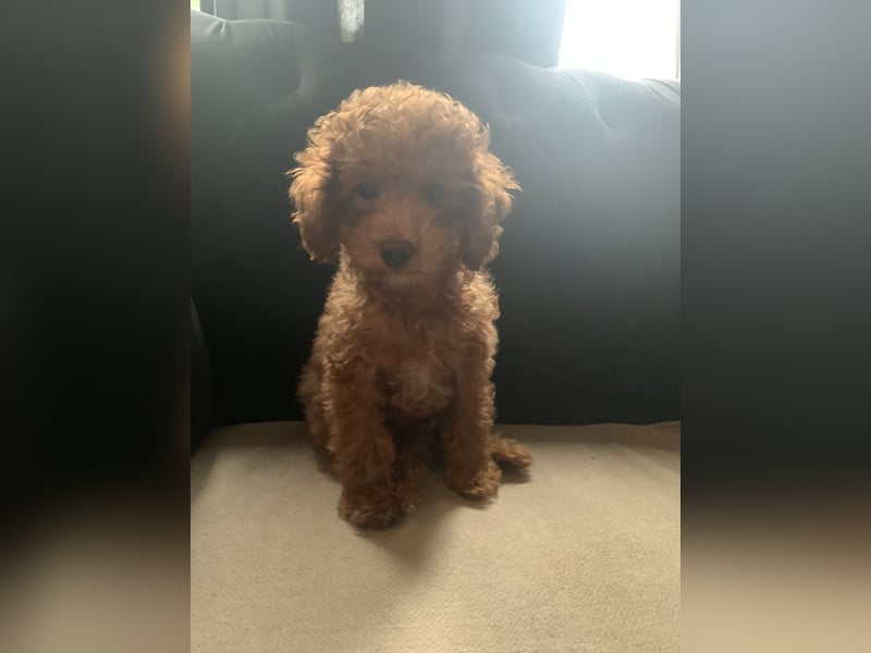 Toypudel Coco ❤️