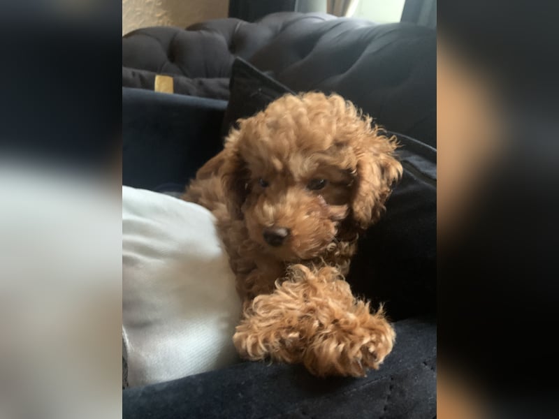 Toypudel Coco ❤️