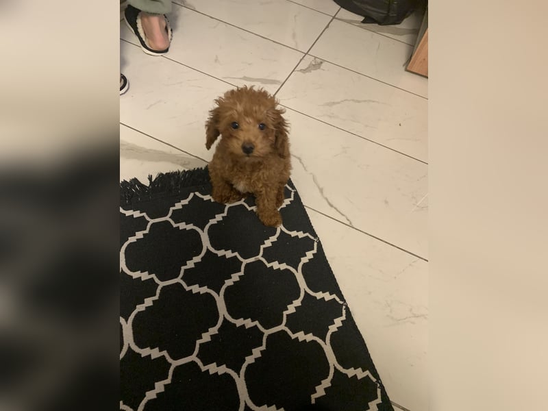 Toypudel Coco ❤️