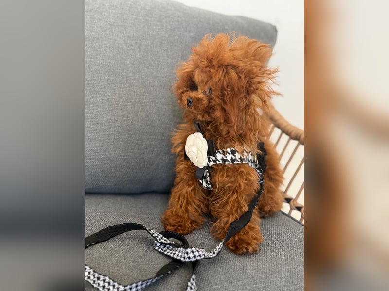 Toypudel exklusiv reinrassig asiatischer toypudel rüde