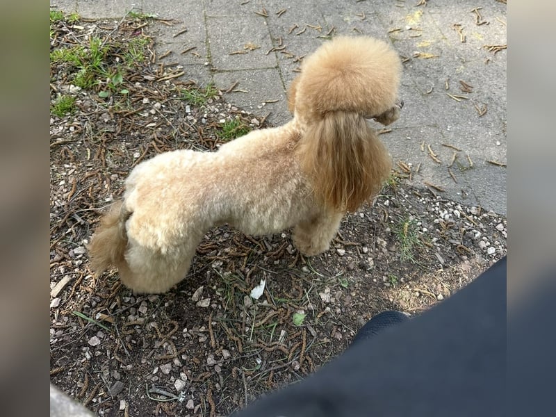 Toy Pudel