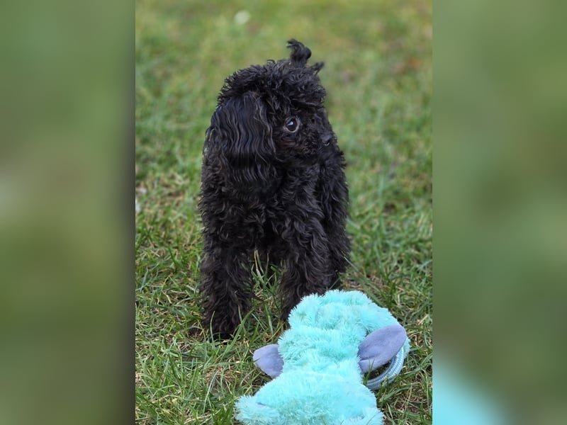 Super kleiner Mini Rüde 19cm  1 Jahr alt schwarz.
