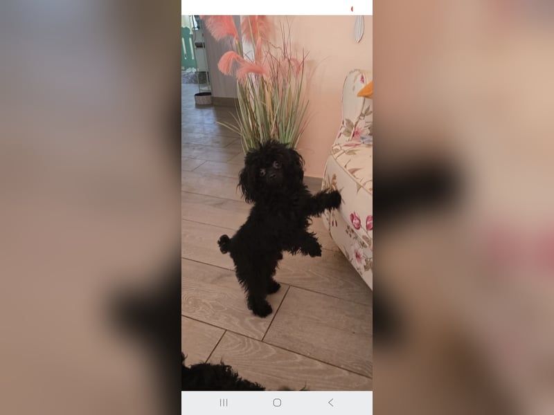 Super kleiner Mini Rüde 19cm  1 Jahr alt schwarz.