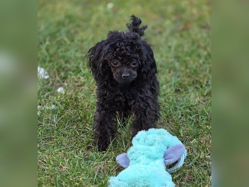 Super kleiner Mini Rüde 19cm  1 Jahr alt schwarz.