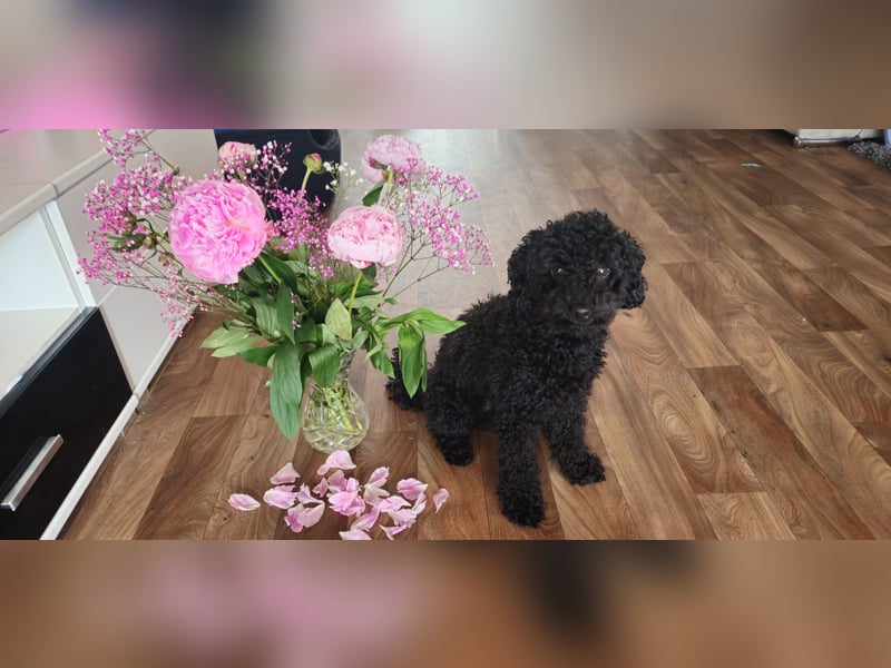 Deckrüde toypudel(deckpreis,wenn erfolgreich bestiegen)