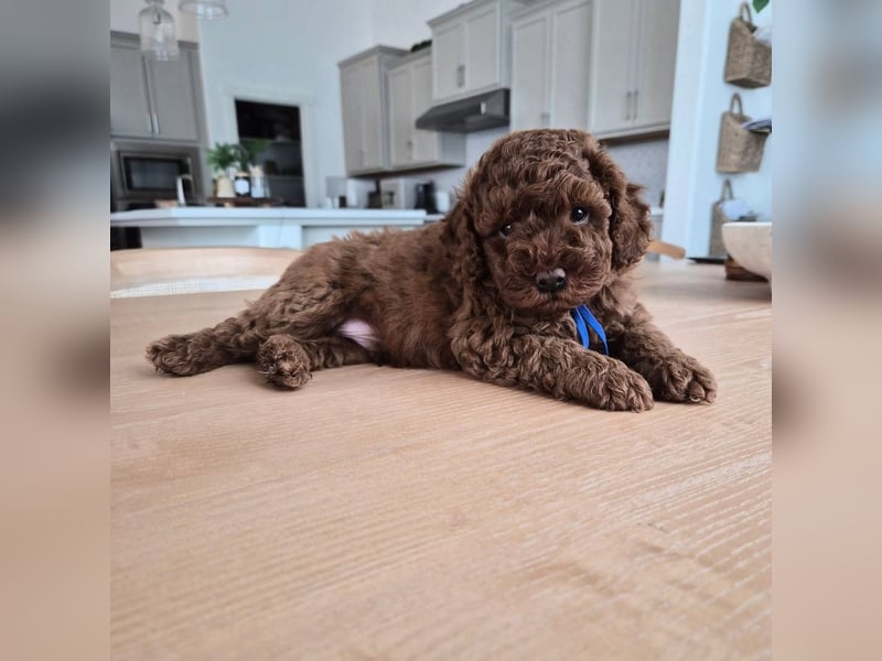 Phantom Toypudel zu verkaufen