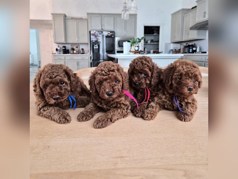 Phantom Toypudel zu verkaufen