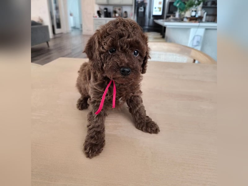 Phantom Toypudel zu verkaufen