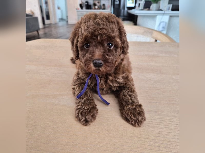 Phantom Toypudel zu verkaufen