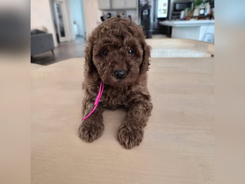 Phantom Toypudel zu verkaufen