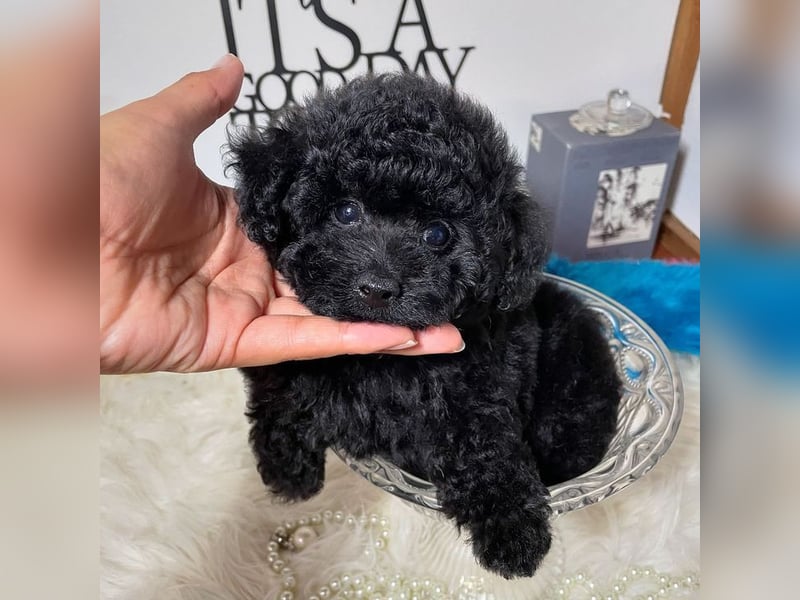 Bezaubernde Zwergpudelwelpen.