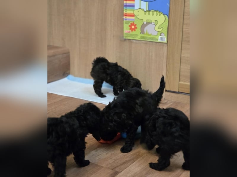 Bezaubernde Zwergpudelwelpen.