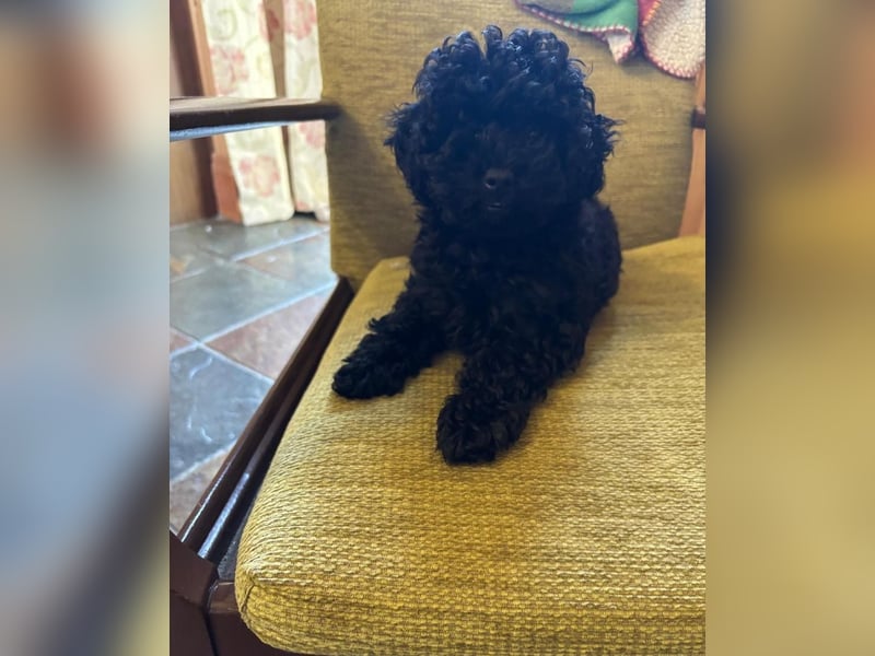 Bezaubernde Zwergpudelwelpen.