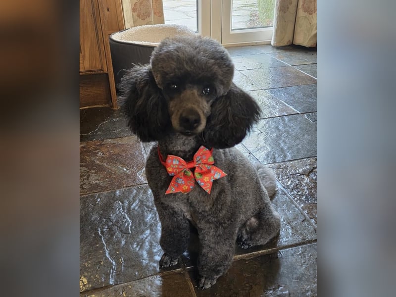 Bezaubernde Zwergpudelwelpen.