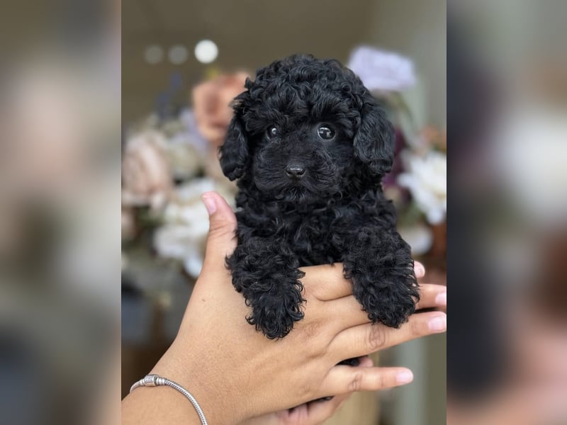 Bezaubernde Zwergpudelwelpen.