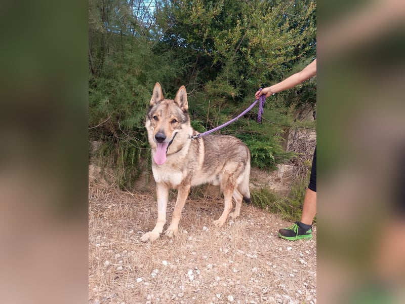 liebster Wolf sucht sein Zuhause für Immer
