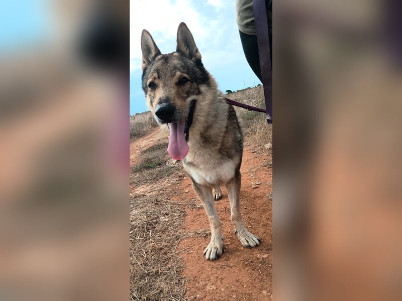 liebster Wolf sucht sein Zuhause für Immer