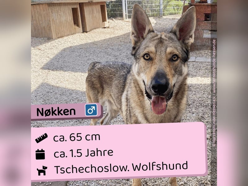 Nøkken